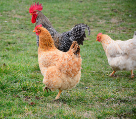 hen and chickens
