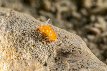 The most beautiful underwater snails of the Indian and Pacific Ocean