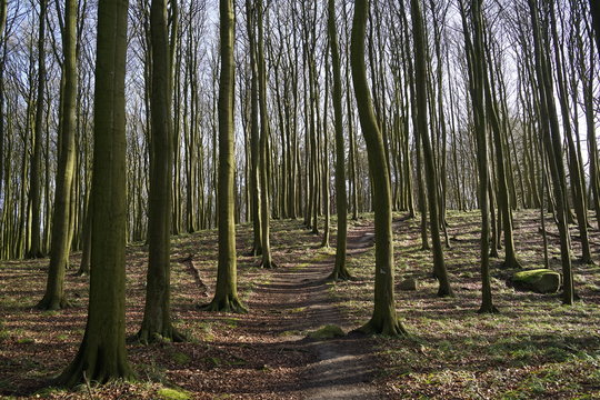 Beechwood Forest In National Park Jasmund 