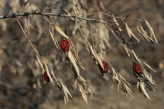 Loch tree (Pshat, Jida) with small red fruits. (from Latin Elae&aacute;gnus). Central Asian shrub tree at the end of winter. dry fruits and leaves. illustration for scientific work.