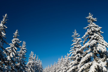 Beautiful wintertime background. Fantastic fluffy Christmas trees in the snow. Postcard with tall pine, blue sky and snowdrift. Winter landscape in the sunny day. New Year scenery
