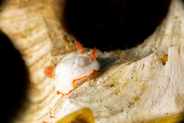 The most beautiful underwater snails of the Indian and Pacific Ocean