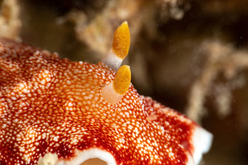 The most beautiful underwater snails of the Indian and Pacific Ocean