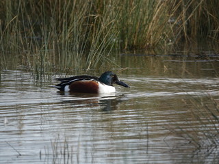 male shoveler duck (Anas clypeata)