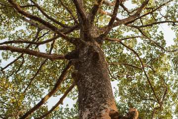 Dipterocarpus intricatus Big tree flora
