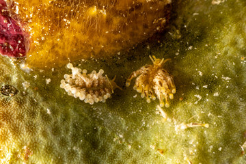 The most beautiful underwater snails of the Indian and Pacific Ocean