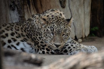 Young leopard female resting
