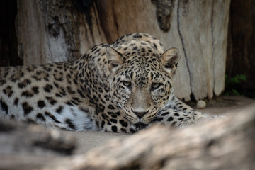 Fototapeta na wymiar Young leopard female resting