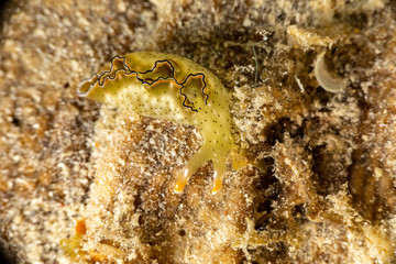 The most beautiful underwater snails of the Indian and Pacific Ocean