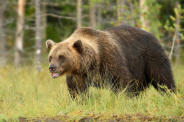 Obraz na płótnie Canvas Big brown bear 