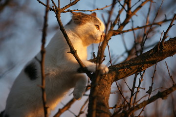White cat climbs on tree branches at sunset