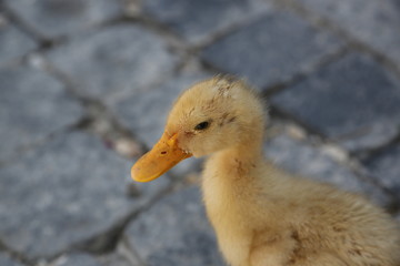 little ducklings on the pavement