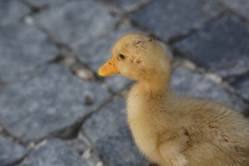 little ducklings on the pavement