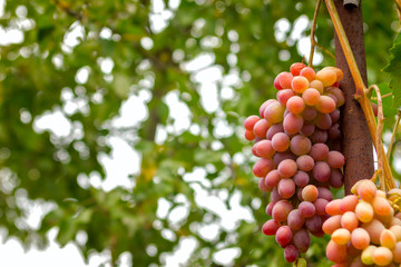 bunch of ripe pink grapes on a vine in the garden close-up