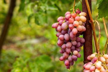 bunch of ripe pink grapes on a vine in the garden close-up