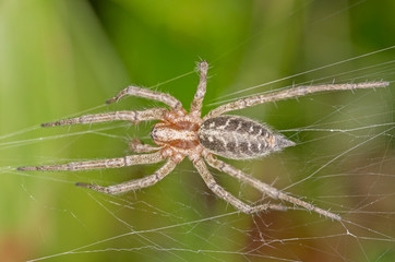 Agelena labyrinthica is a species of spiders in the family Agelenidae.