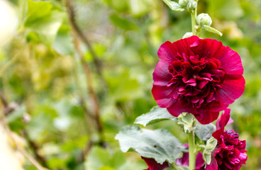 Fototapeta premium bright burgundybright burgundy flowers hollyhock in the garden closeup, place for text
