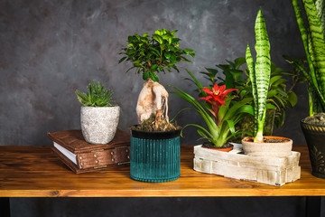 A lot of potted houseplants on wooden table. Plants in stylish botany interior.