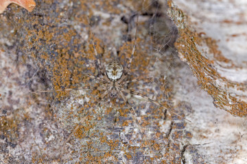 Invinsible spider, Drapetisca socialis on wood, extreme close-up. Drapetisca socialis is a species of spider belonging to the family Linyphiidae.