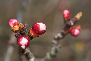 Almond buds