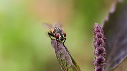 Fly on Holy basil plant in early summer season