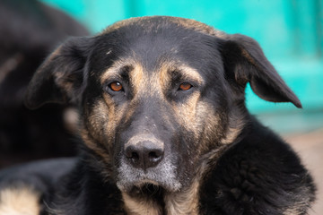 Face of happy relaxed Shepherd Dog sleeping on duty while guarding.