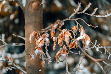 Rusty dry leaves on a beech tree in winter with snow.