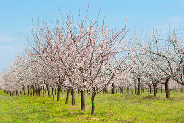 Fototapeta premium Almond trees