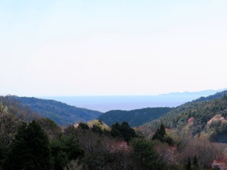 山桜　春　日本の田舎