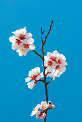 Almond flowers
