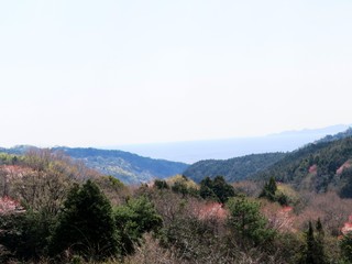 Fototapeta premium 山桜 春 日本の田舎