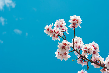 Almond flowers