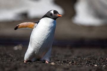 Penguin closeup