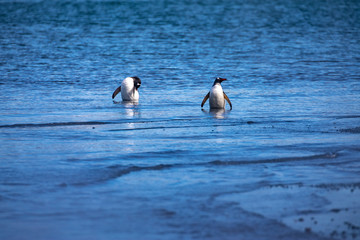 Naklejka premium Gentoo penguin bathe