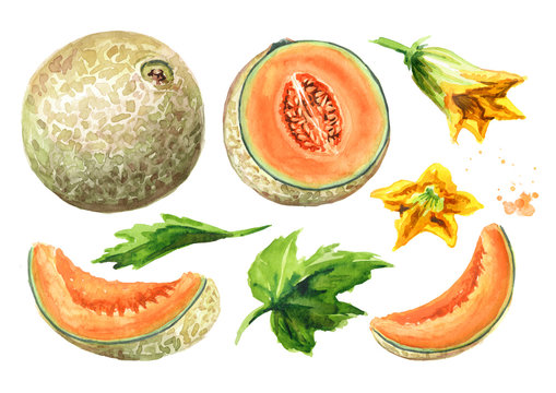 Whole, half and sliced cantaloupe melon with leaves and  flowers set. Watercolor hand drawn illustration, isolated on white background