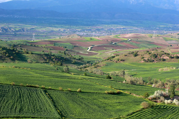 Obraz premium rural landscape green cultivated fields