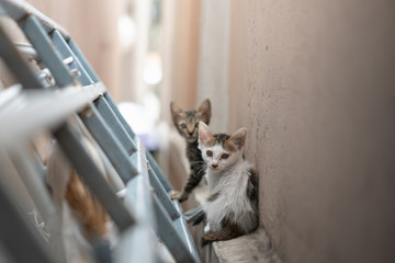 Dirty homeless kitten