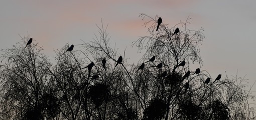 Magpie in winter dawn on a tree in Falkensee in Brandenburg near Berlin Spandau on February 26, 2020, Germany