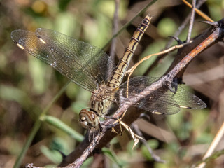 This femalo dragonfly looked very different from the male counterpart. Beautiful though. Lake Baringo, Kenya.