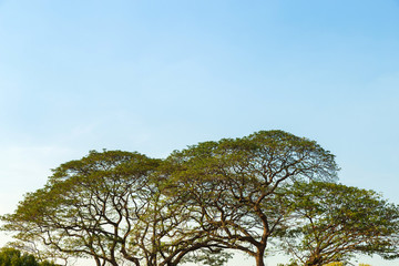 Big rain tree against blue sky.