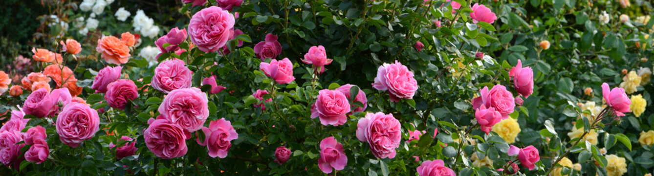 Blumen 1186