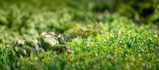 Background or wallpapers of fresh green grass and plants