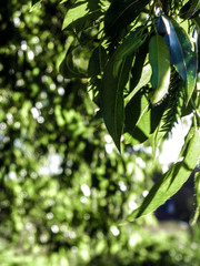 Close up of branch with green leaves.