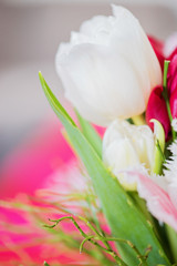 Shot of beautiful macro tulip flower, delicate and colorful