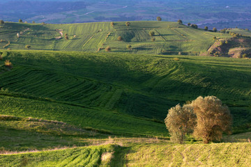 Obraz premium rural landscape green cultivated fields