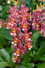 Dark purple, white and yellow color of Intergeneric Oncidium hybrid orchids