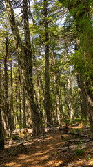 sendero, trekking, caminata, senderismo, de naturaleza, soleado, aire libre, contemplación, bosque, árbol, sendero