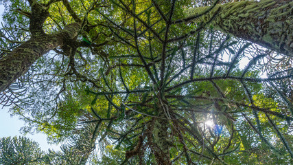 árbol, naturaleza, bosque, rocas, meditación, flores, verde