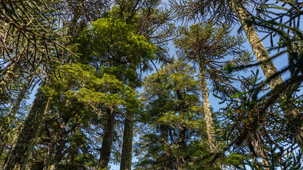 sendero, trekking, caminata, senderismo, de naturaleza, soleado, copas de arboles, aire libre, contemplación, bosque, árbol