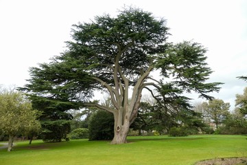 Fototapeta premium Big tree in Valentines Park, Ilford, London, UK